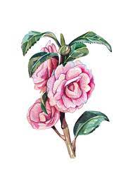 Camellia Flower Painting Original Watercolor Etsy Flower Painting Original Flower Painting Original Watercolors