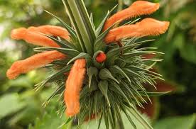 Image result for Leonotis myrothamnifolia