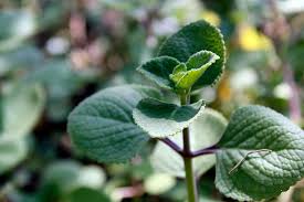 How to plant oregano teaches about the different varieties o the plant, how to propagate it, what care it needs and harvesting and storing procedures. How To Grow And Care For Cuban Oregano Gardener S Path