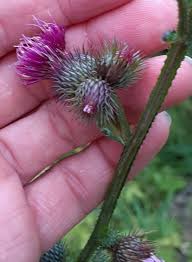 Image result for Sonchus luxurians