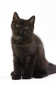 Gato Domestico Britanico Negro De Taipa De 2 Meses Gatinho Brincando Contra Fundo Branco Foto De Stock Imagem De Curta Estar 196302950