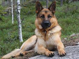 Free delivery in canada and across the usa. Outback Valley Acres Tlc Dog Food Guarantees Quality Facebook