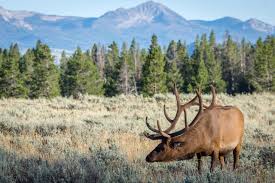 Grand teton national park, wyoming moose junction. Best Place To See Moose Near The Grand Tetons Rustic Inn At Jh