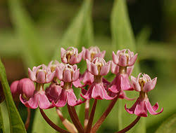 Image result for Asclepias buchwaldii