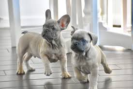 We are family owned and operated and have been breeding bulldogs since 2004. The Cutest French Bulldogs In All Of Texas French Bulldogs Texas