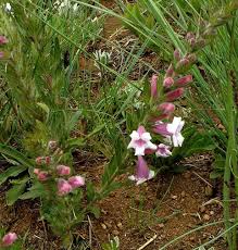 Image result for Graderia