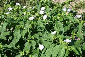 Image result for Nicandra physalodes