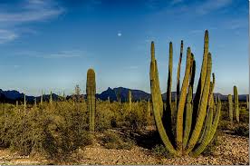 Organ pipe cactus national monument is a u.s. Exploring The Diversity Of Organ Pipe Cactus National Monument Geogypsy