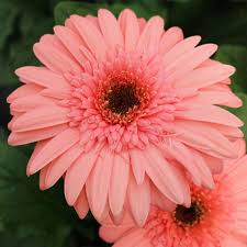 Grows well in auburn, citrus heights, elk grove, folsom, rocklin, roseville and sacramento. Gerbera Daisy Planting Guide Hgtv