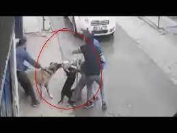 kangal vs pitbull youtube pitbulls dog attack dog owners