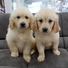 Golden Retriver Kut Burunlu Yavrular Golden Retriver Kut Burunlu Yavrular Kopek Kopekseverler Kopeksahip Golden Retriever Retriever Evcil Hayvanlar