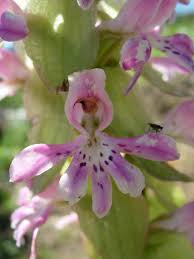 Image result for Satyrium sceptrum