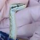 Vermont Herpetofauna and Nature Center presents event image