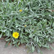 There are many simple mistakes that you can avoid when planting and growing gazanias. Silver Leaf Gazania A Hardy Low Growing Groundcover With Yellow Flowers Australian Online Nursery The Plant Hub