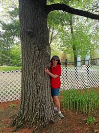 The services centre is open for scheduled appointments and payments only. Dte Energy Delays Removal Of 100 Year Old Tree After Request By Rochester Officials Nation And World News Theoaklandpress Com