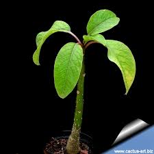 Image result for Phytolacca dioica