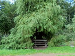 Our tour recommendations are based on thousands of activities completed by other people on komoot. Forstbotanischer Garten In Koln Foto Bild Pflanzen Pilze Flechten Baume Natur Bilder Auf Fotocommunity