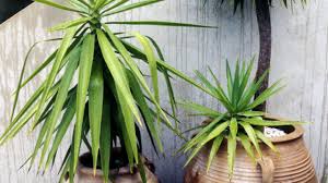 Maybe you would like to learn more about one of these? Yucca Cuttings Burke S Backyard