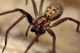 Vorsicht Diese Riesenspinne Terrorisiert Deutsche Haushalte Spinne Riesenspinne