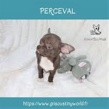Chiot Chihuahua A Vendre Chiot Chiot A Vendre Chihuahua