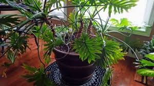 Transplanting A Lacy Tree Philodendron How And When To Repot Tree Philodendrons