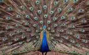Maybe you would like to learn more about one of these? Dua Ekor Burung Merak Diamankan Tribunnews Com Mobile