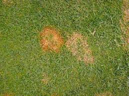 Lawn And Turf Red Thread Pacific Northwest Pest Management Handbooks