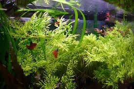 Live flowering freshwater aquarium plants. Using Live Plants In Your Home Aquarium