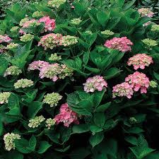 The stamen and the sepal of the flowers wither away. Pruning Hydrangeas Finegardening