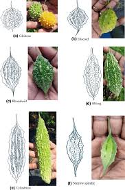 Image result for Momordica charantia
