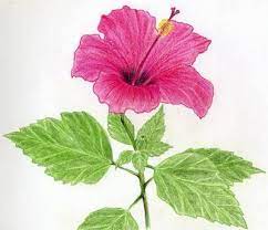 Drawings Of Hibiscus Flowers Hibiscus Flower Drawing Hibiscus Drawing Flower Drawing