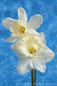 Narcissus Mawson A Large Cupped Division 2 Daffodil With Large All White Flowers On Tall Stems The Corona Is Cream W Narcissus Daffodils Beautiful Blooms