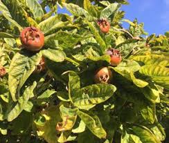 Check spelling or type a new query. Unusual Or Exotic Trees The Medlar Mespilus Germanica Woodlands Co Uk