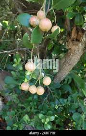 Image result for Gymnosporia arenicola