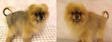 Alopecia x however, causes remain mysterious. Alopecia X Black Skin Desease Pomeranian Beauty