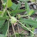 Image result for Polygala arenaria