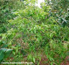 Image result for Syzygium cordatum ×  guineense