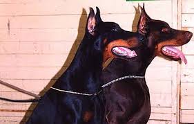 New born doberman pinscher puppies available in the new jersey freehold area. Showing Breeding Training German Shepherd Doberman Kennel