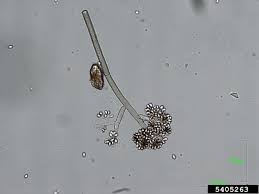 Image result for Botrytis cinerea