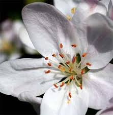 Maybe you would like to learn more about one of these? Florists