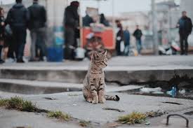 Maybe you would like to learn more about one of these? How Much Is A Visit To The Vet Scratchpay