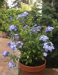 Image result for Plumbago ituriensis