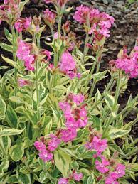 Image result for Silene