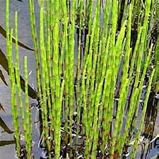 Image result for Equisetum ramosissimum