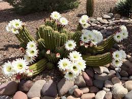 In arizona's sonoran desert, cactus begin to bloom in march, with april being the month of the most flowering. Night Blooming Cereus Cactus Flowers Cave Creek Arizona Photograph By Patricia E Sundik