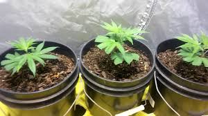 Gorilla glue strain, also known as gorilla glue and gg4, is a hybrid strain, a 70/30 combo of sativa and indica. Gorilla Glue 4 Bag Seed Grow Update 10 By Bklyn Og