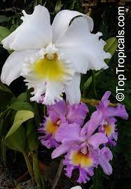 Pin On Orchids