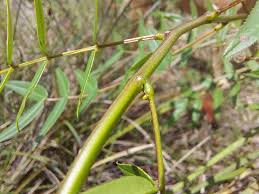 Image result for Senna sophera