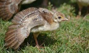 Bebek Tavus Kusu Kus Bebek Kusu