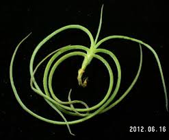 The plant has narrow, scurfy leaves, but is twice the size of the yellow flowering form. 5752 ç©ºæ°£é³³æ¢¨ Tillandsia Crocata Copper Penny é¦™èŠ±ç³»åˆ—çš„ç¨€æœ‰è®Šç•°ç¨® éœ²å¤©æ‹è³£
